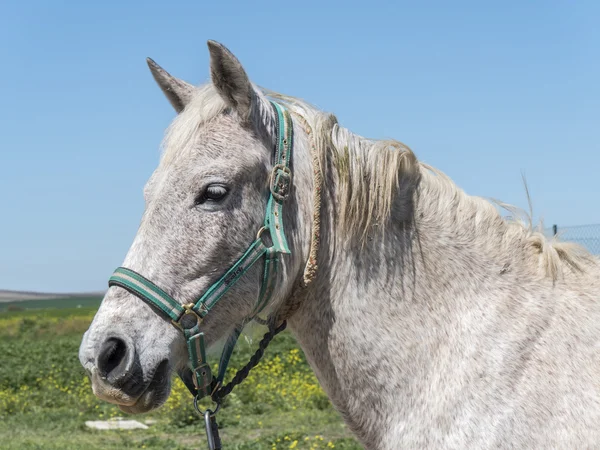 Šedý kůň v poli — Stock fotografie