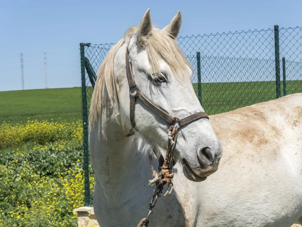 Cheval blanc dans le champ — Photo