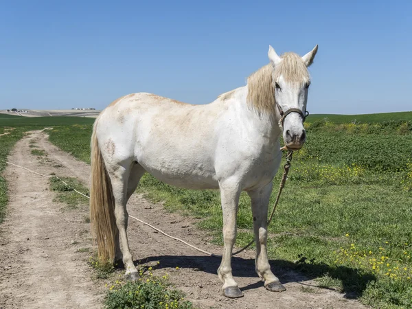 Bílý kůň v poli — Stock fotografie