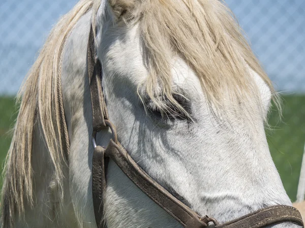 Vita hästen i fältet — Stockfoto