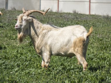 keçi otlatma bir çayır