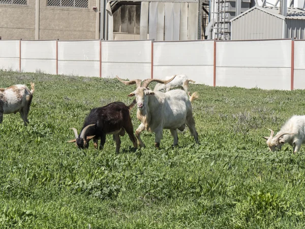 Chèvres pâturant dans une prairie — Photo
