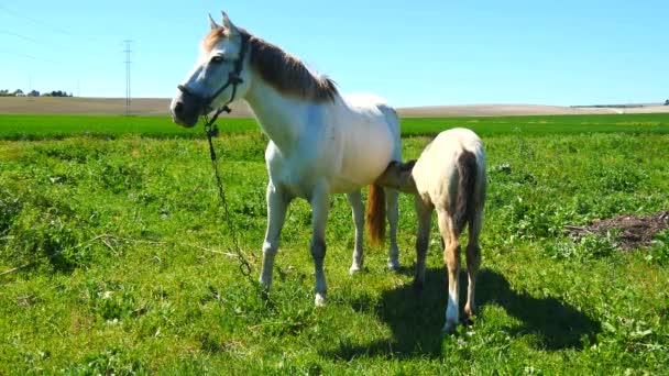 Mare com seu potro no campo — Vídeo de Stock