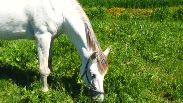 Pâturage de chevaux blancs dans le champ