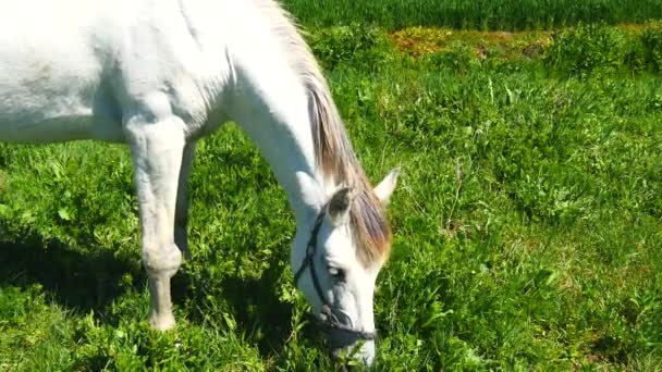 Weißes Pferd weidet auf Feld — Stockvideo