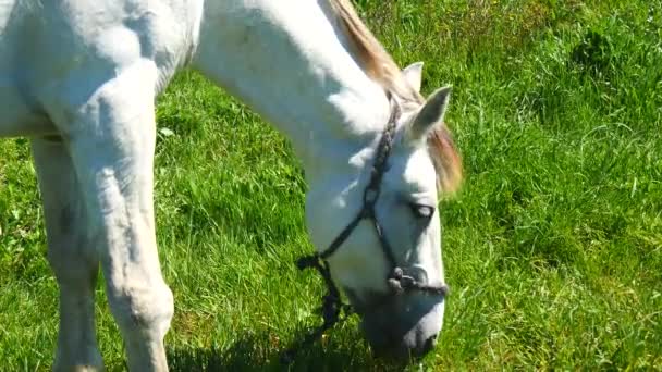 Weißes Pferd weidet auf Feld — Stockvideo