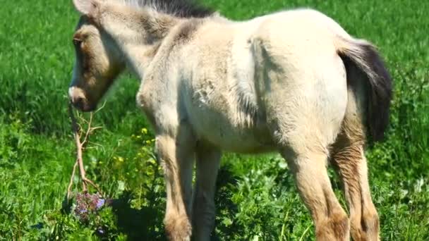 Freies Fohlen auf dem Feld, wild — Stockvideo