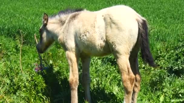 Freies Fohlen auf dem Feld, wild — Stockvideo