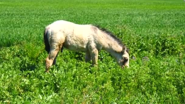 Poulain libre dans les champs, sauvage — Video