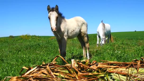 Klacz z jej źrebię w dziedzinie — Wideo stockowe