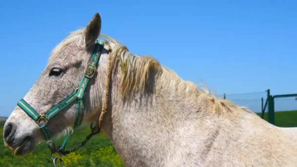 Grijze paard in veld — Stockvideo