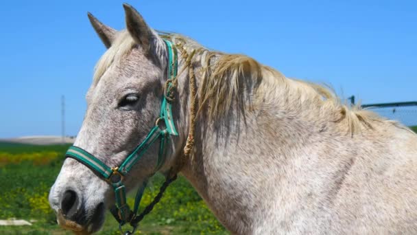 Caballo gris en el campo — Vídeos de Stock