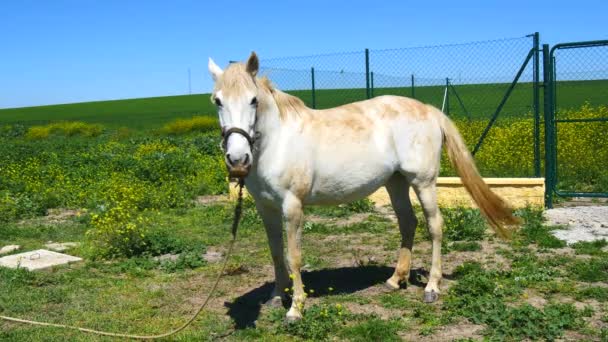 Caballo blanco en el campo — Vídeo de stock