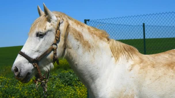 Cavalo branco no campo — Vídeo de Stock