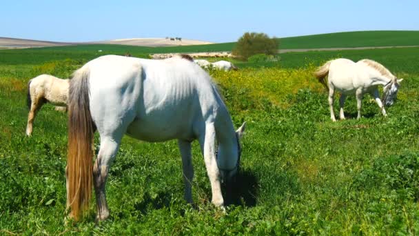 Witte paarden grazen in een veld — Stockvideo