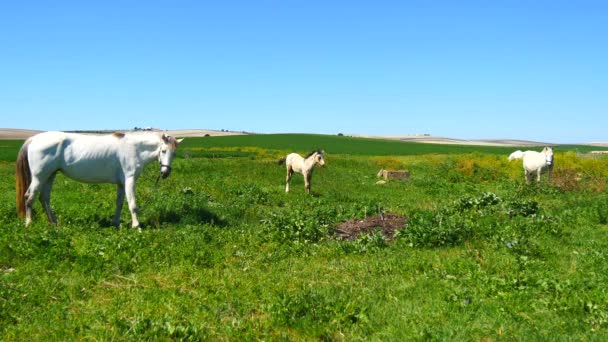 Witte paarden grazen in een veld — Stockvideo