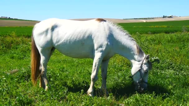 Caballo blanco pastando en el campo — Vídeo de stock