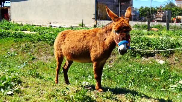 Burro marrón en un pueblo (4K ) — Vídeo de stock