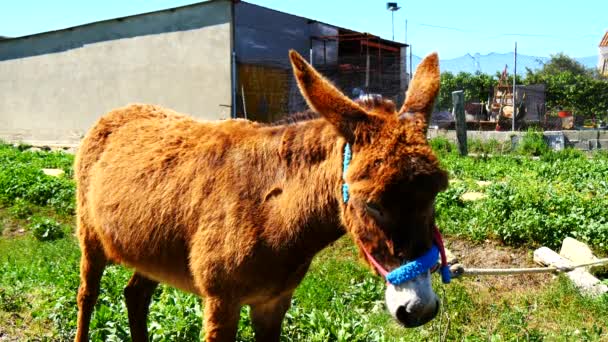 Burro marrom em uma aldeia (4K ) — Vídeo de Stock