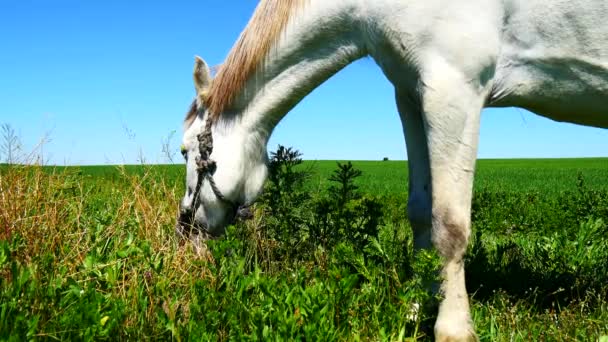 Pâturage de chevaux blancs dans les champs (4K ) — Video