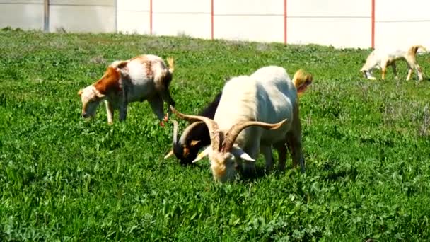 Pâturage de chèvres dans une prairie (4K ) — Video