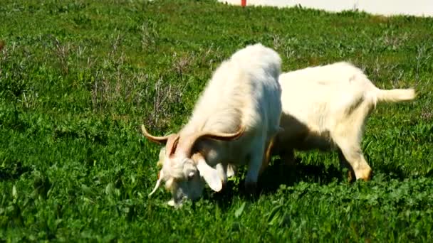 Pâturage de chèvres dans une prairie (4K ) — Video