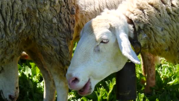 Troupeau de moutons dans les champs (4K ) — Video