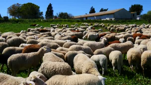 Стадо овец в поле (4K ) — стоковое видео