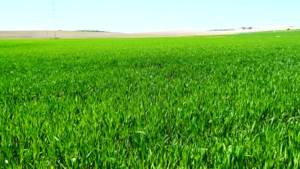Groene tarweveld groeiende (4k) — Stockvideo