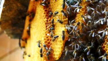 Petek (4k üzerinde çalışma arılar)