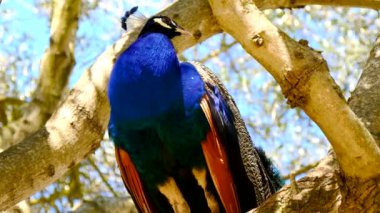 Tavus kuşu erkek ağaçta (4k)