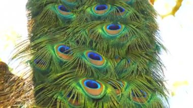 Tavus kuşu erkek ağaçta (4k)