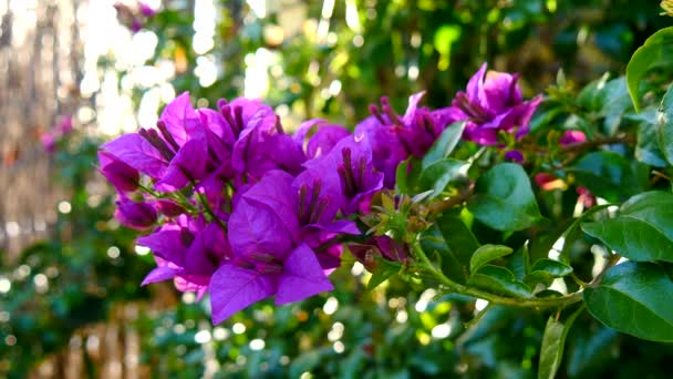 Bougainvillea virágos-tavaszi (4k) — Stock videók