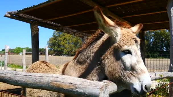 Grijze ezel op een boerderij (4k) — Stockvideo