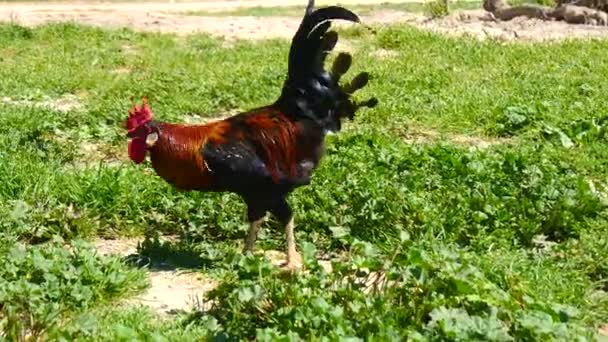 Coq picorant dans une prairie (4K ) — Video