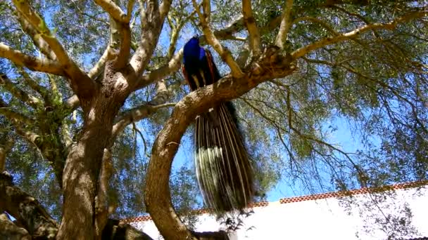 Peacock man in een boom (4k) — Stockvideo