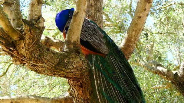 Pavo real macho en un árbol (4K ) — Vídeo de stock