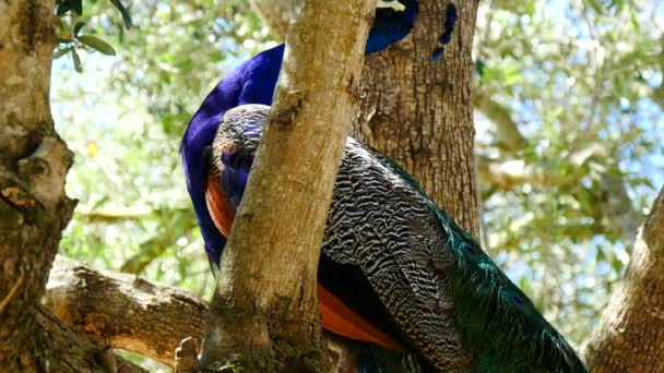 Peacock hane i ett träd (4k) — Stockvideo