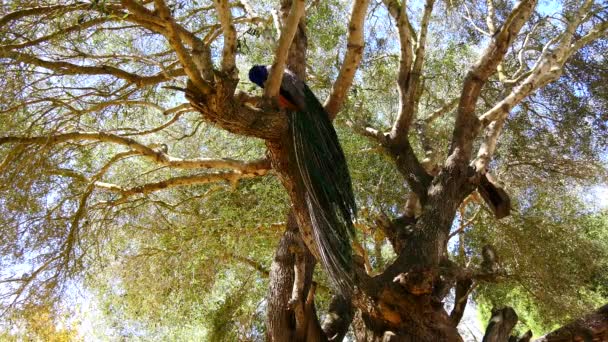 Peacock male in a tree (4K) — Stock Video