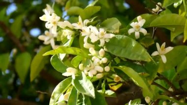 Sivri yeşil buğday Rüzgar (4 k taşıma)