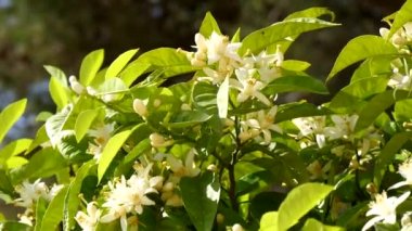 Sivri yeşil buğday Rüzgar (4 k taşıma)