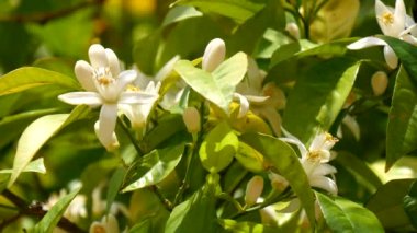 Sivri yeşil buğday Rüzgar (4 k taşıma)