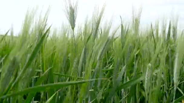 Picos de trigo verde movendo-se ao vento (4K ) — Vídeo de Stock