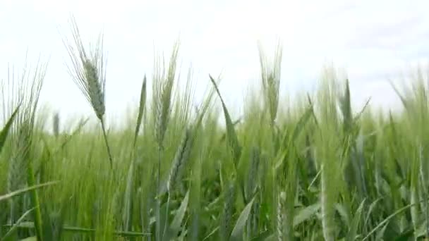 Pieken van groene tarwe bewegen in de wind (4k) — Stockvideo