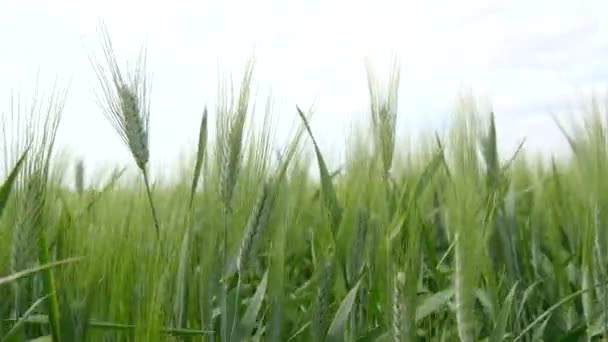 Des pointes de blé vert se déplacent dans le vent (4K )