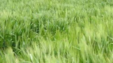 Sivri yeşil buğday Rüzgar (4 k taşıma)