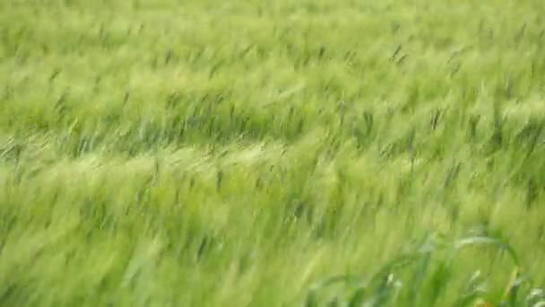 Pieken van groene tarwe bewegen in de wind (4k) — Stockvideo