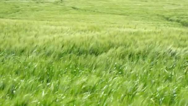 Hroty zelená pšenice, pohybující se ve větru (4k) — Stock video