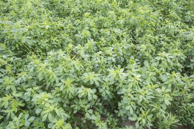 Medicago sativa (yonca)