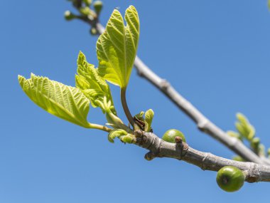 Outbreaks of a fig tree in spring clipart